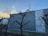 Kersenboom (54x) - afbeelding 48 van  115