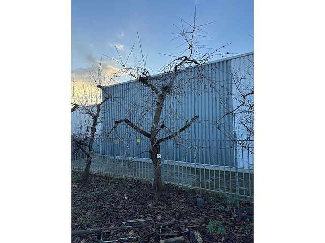 Kersenboom (54x) - afbeelding 49 van  115