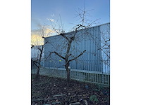 Kersenboom (54x) - afbeelding 49 van  115