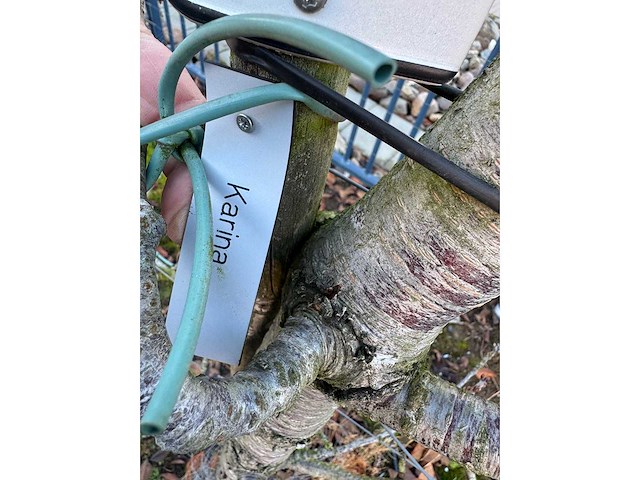 Kersenboom (54x) - afbeelding 39 van  115