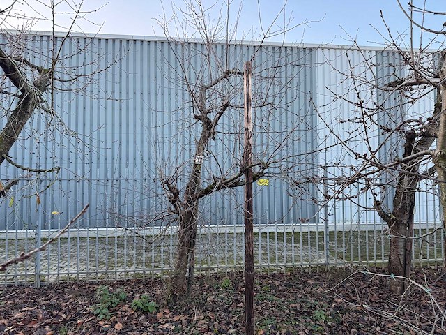 Kersenboom (54x) - afbeelding 51 van  115