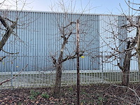 Kersenboom (54x) - afbeelding 51 van  115