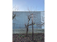 Kersenboom (54x) - afbeelding 52 van  115