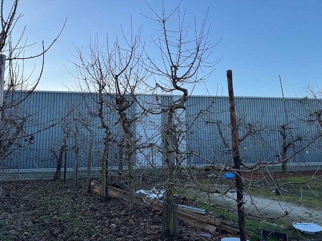 Kersenboom (54x) - afbeelding 53 van  115