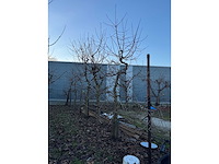 Kersenboom (54x) - afbeelding 54 van  115