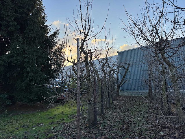 Kersenboom (54x) - afbeelding 55 van  115