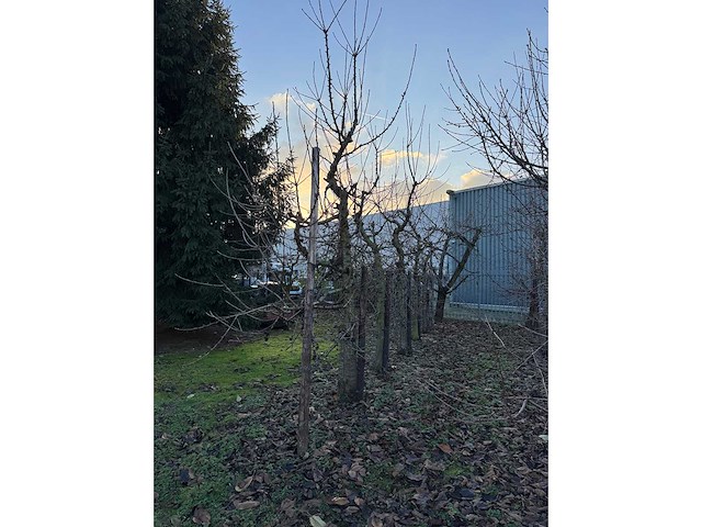 Kersenboom (54x) - afbeelding 56 van  115