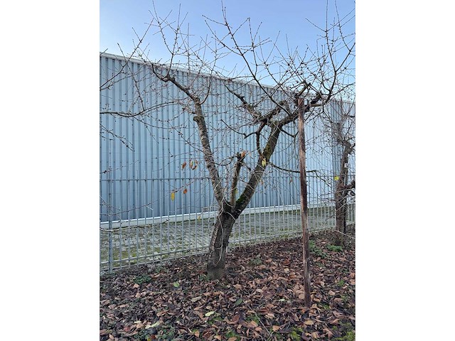 Kersenboom (54x) - afbeelding 58 van  115