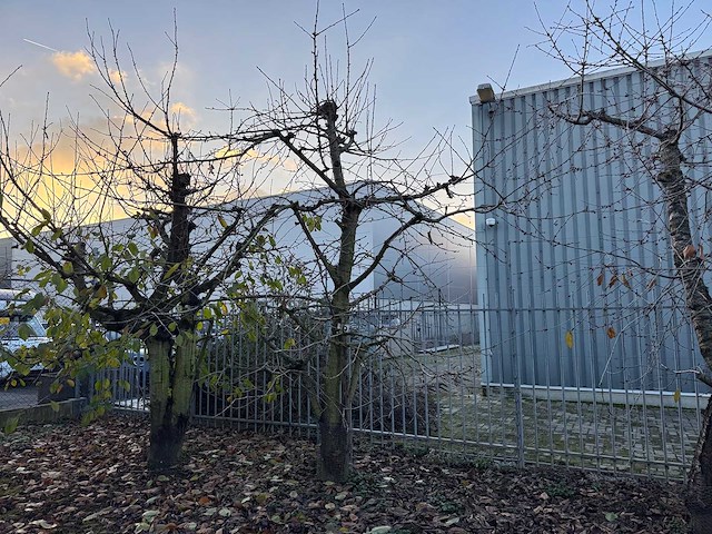 Kersenboom (54x) - afbeelding 59 van  115