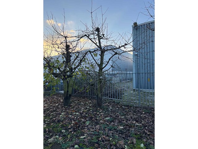 Kersenboom (54x) - afbeelding 60 van  115