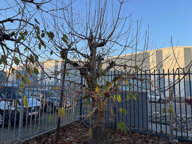 Kersenboom (54x) - afbeelding 50 van  115