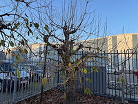 Kersenboom (54x) - afbeelding 50 van  115