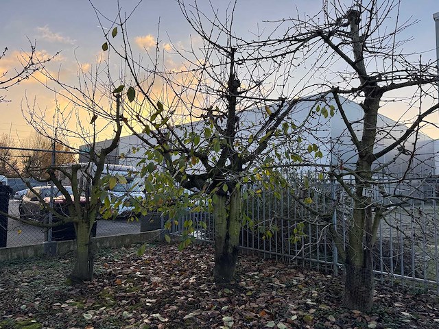 Kersenboom (54x) - afbeelding 62 van  115