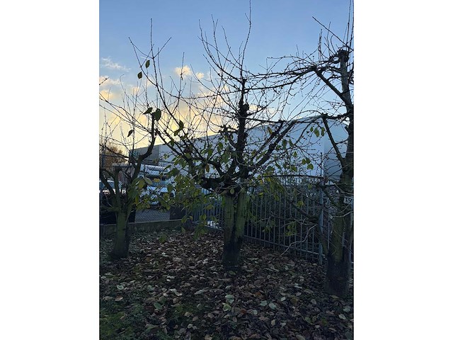 Kersenboom (54x) - afbeelding 63 van  115