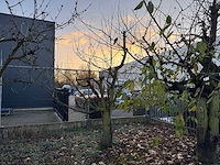 Kersenboom (54x) - afbeelding 64 van  115