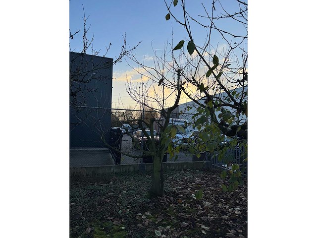 Kersenboom (54x) - afbeelding 65 van  115