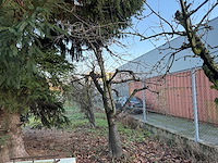 Kersenboom (54x) - afbeelding 68 van  115