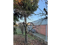 Kersenboom (54x) - afbeelding 69 van  115