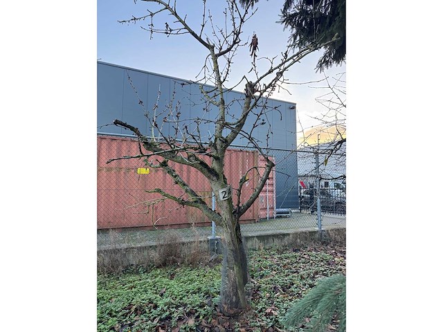 Kersenboom (54x) - afbeelding 70 van  115