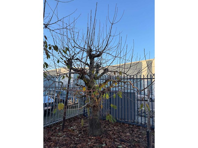 Kersenboom (54x) - afbeelding 61 van  115