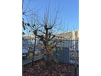 Kersenboom (54x) - afbeelding 61 van  115
