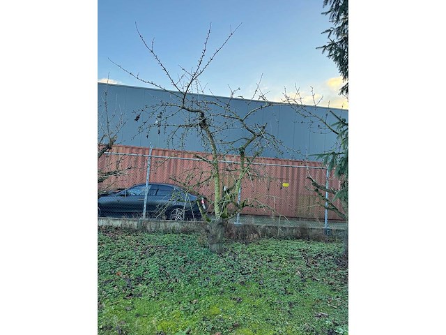 Kersenboom (54x) - afbeelding 73 van  115