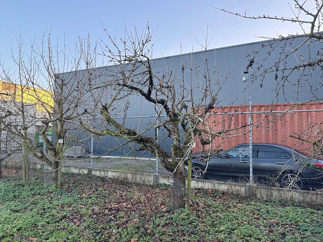 Kersenboom (54x) - afbeelding 74 van  115