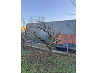 Kersenboom (54x) - afbeelding 75 van  115