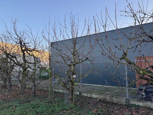 Kersenboom (54x) - afbeelding 76 van  115