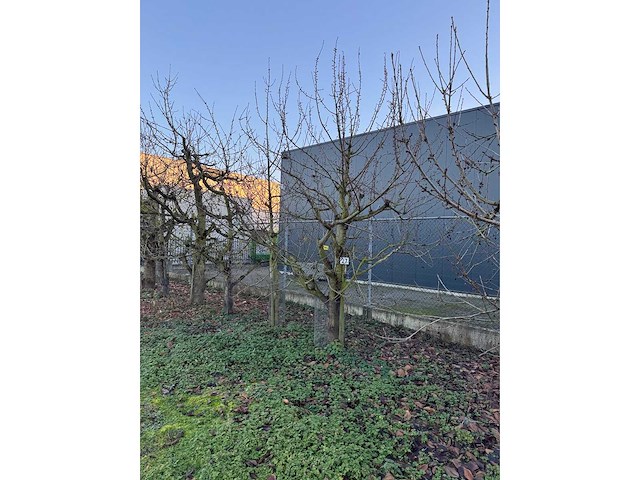 Kersenboom (54x) - afbeelding 77 van  115