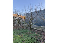 Kersenboom (54x) - afbeelding 77 van  115