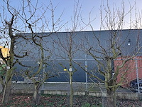 Kersenboom (54x) - afbeelding 78 van  115