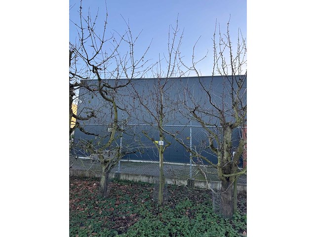 Kersenboom (54x) - afbeelding 79 van  115