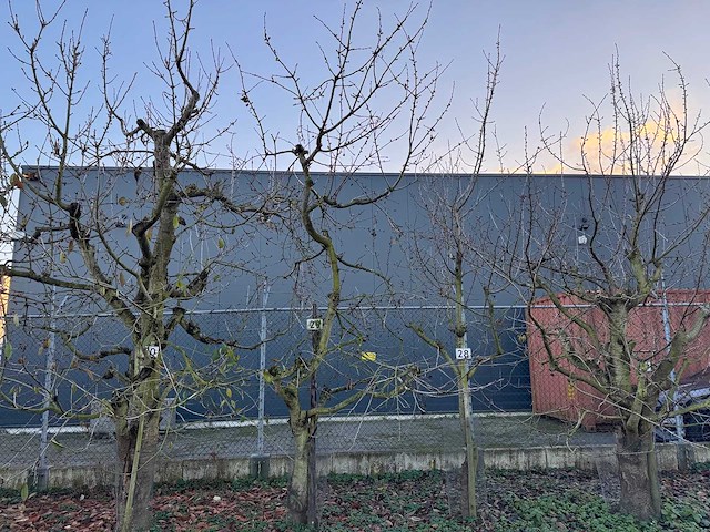 Kersenboom (54x) - afbeelding 80 van  115