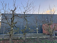 Kersenboom (54x) - afbeelding 80 van  115