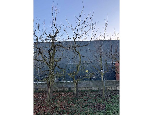 Kersenboom (54x) - afbeelding 81 van  115