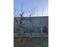 Kersenboom (54x) - afbeelding 81 van  115