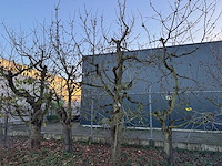 Kersenboom (54x) - afbeelding 82 van  115