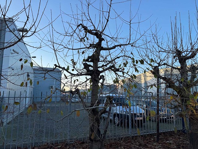 Kersenboom (54x) - afbeelding 72 van  115