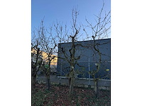 Kersenboom (54x) - afbeelding 84 van  115