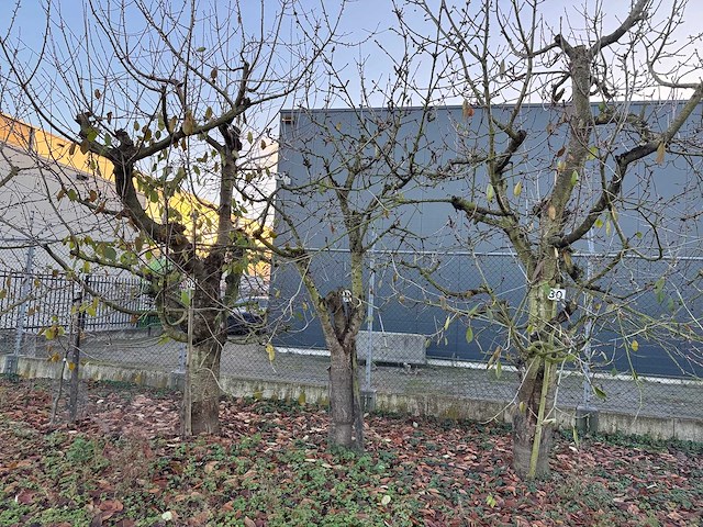 Kersenboom (54x) - afbeelding 85 van  115