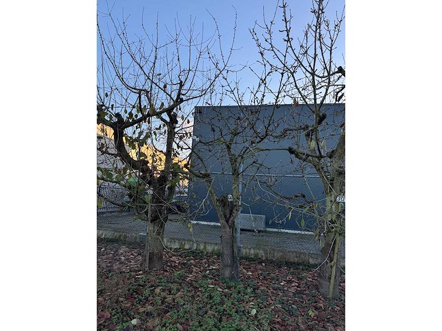 Kersenboom (54x) - afbeelding 86 van  115