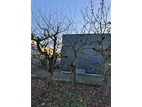 Kersenboom (54x) - afbeelding 86 van  115