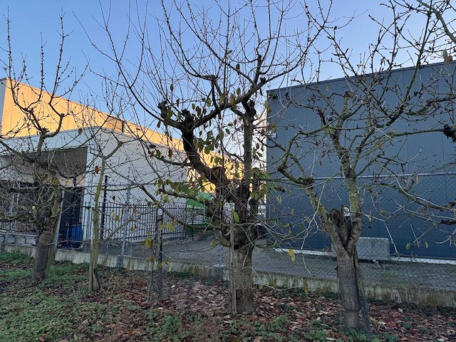 Kersenboom (54x) - afbeelding 87 van  115