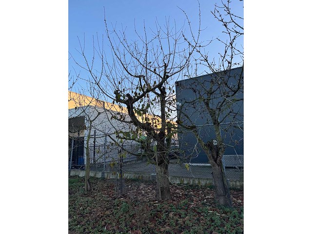 Kersenboom (54x) - afbeelding 88 van  115