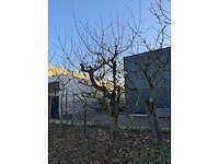 Kersenboom (54x) - afbeelding 88 van  115