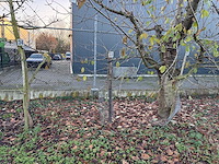 Kersenboom (54x) - afbeelding 89 van  115