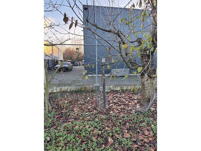 Kersenboom (54x) - afbeelding 90 van  115