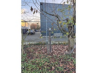 Kersenboom (54x) - afbeelding 90 van  115