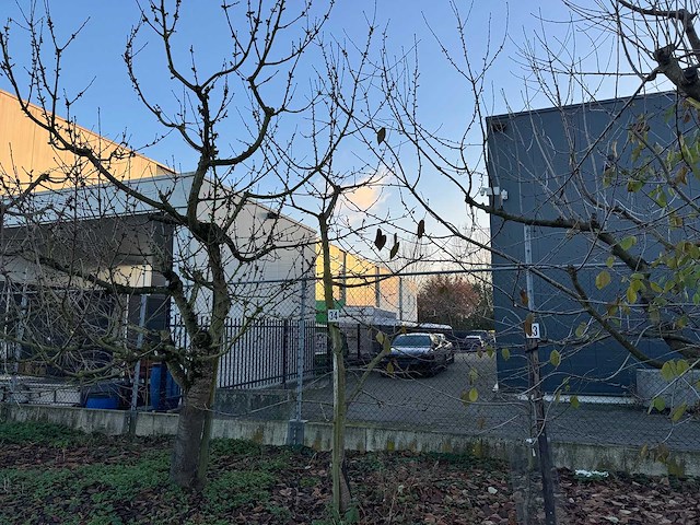 Kersenboom (54x) - afbeelding 91 van  115